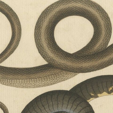 Original Antique Print of Various Snakes and Caecilian Species, close-up 1