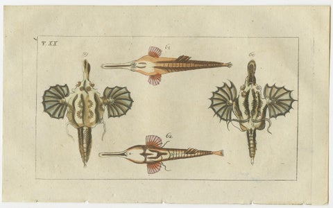 Set of 3 Antique Fish Prints - Short Dragonfish - Pipefish - Seahorse, view 3