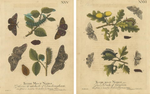 Antique English Moths with Oak Leaves, Hand-Colored Entomology Engravings 1720, view 4