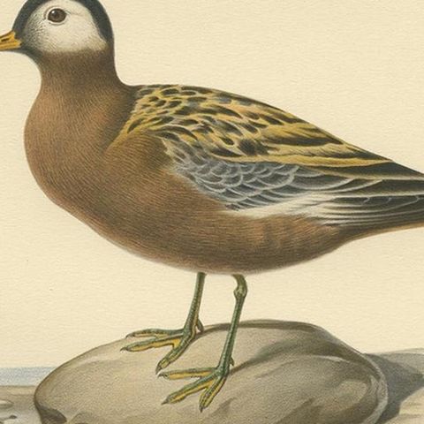 Antique Bird Print of the Red Phalarope by Von Wright '1929', close-up 2