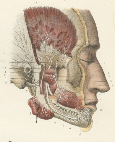 Nerves of the Jaw and Infratemporal Region, Hirschfeld Anatomy Print, 1866, view 4