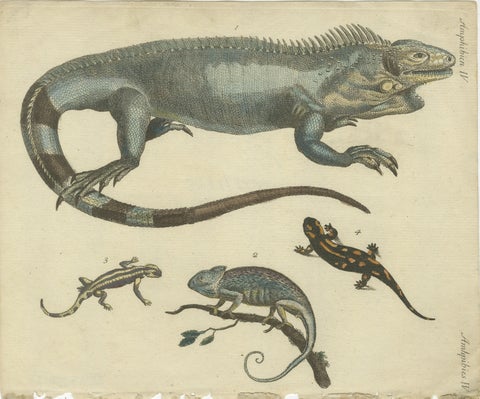 Antique Handcolored Engraving of Lizards, Iguana, Chameleon and Salamander, 1800, view 2
