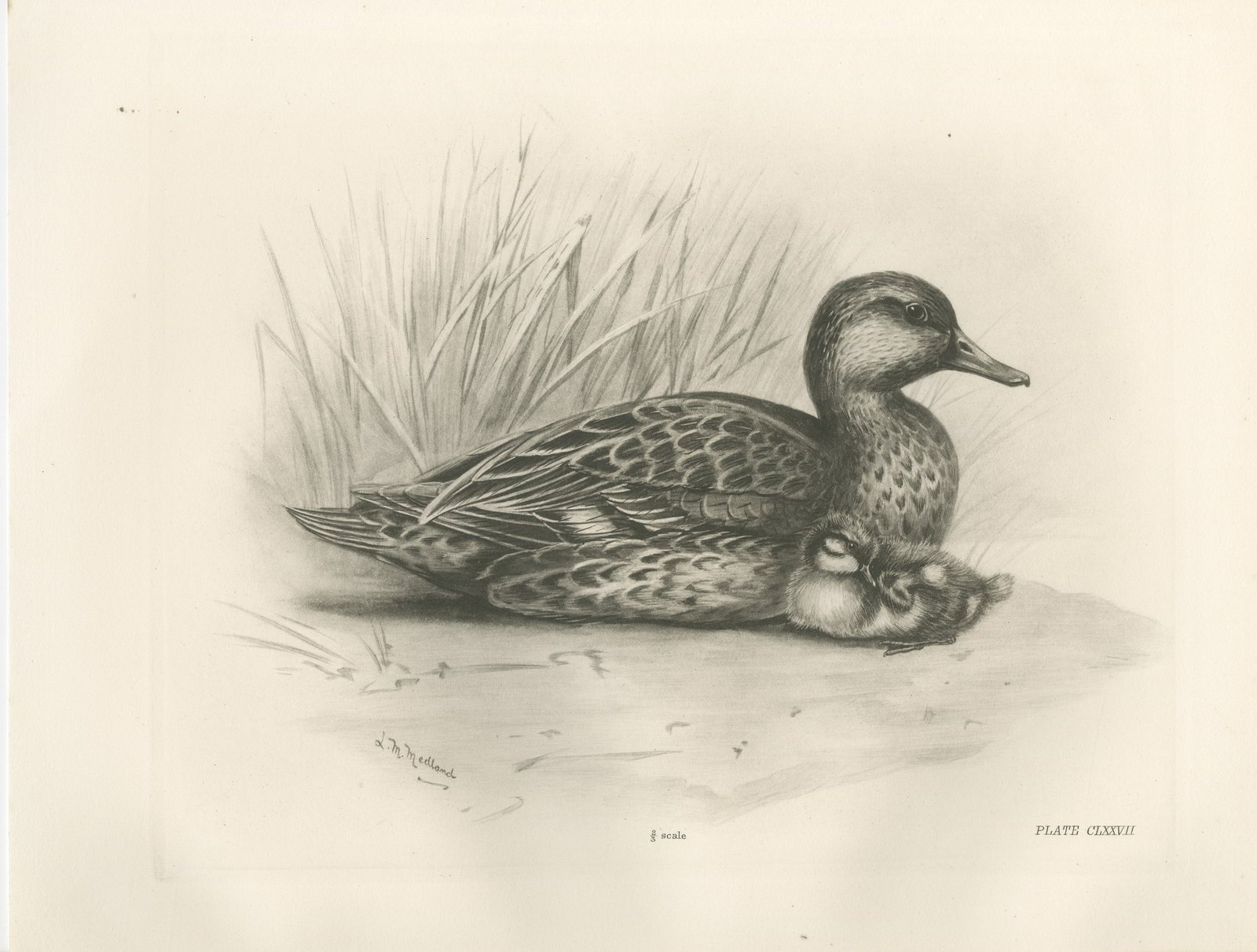 Duck and Young, Antique Bird Print after Lilian Medland, circa 1909