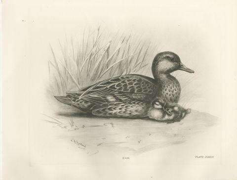 Duck and Young, Antique Bird Print after Lilian Medland, circa 1909