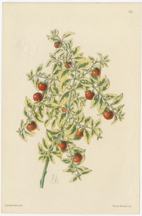 Set of 5 Antique Botany Prints, Mixed Colors, by Brooks 'c.1870', view 3