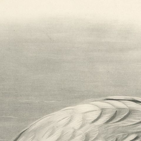 Mute Swan and Cygnet, Antique Bird Print after Lilian Medland, circa 1909, close-up 2