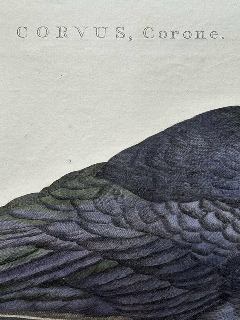 Carrion Crow with Eggs, Hand-Coloured Engraving from Nozeman, 1797, view 9