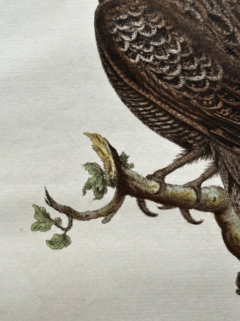 Antique Bird Print, Common Nightjar Caprimulgus by Nozeman & Sepp, 1770, view 10