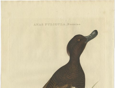 Female Tufted Duck Antique Bird Print by Sepp & Nozeman, circa 1797, close-up 3