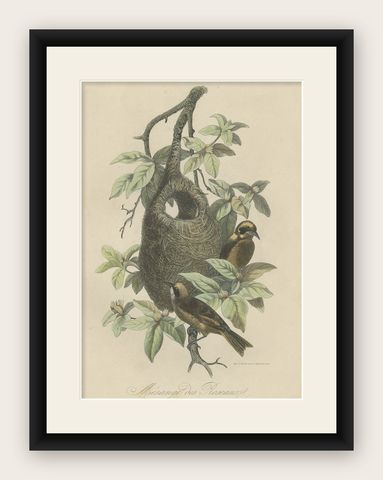 Antique Print of Tit Species with Nest, 1854, shown framed