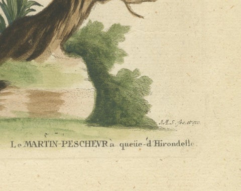 The Surinamese Kingfisher Bird with the Swallow Tail - Engraved in 1749, close-up 1
