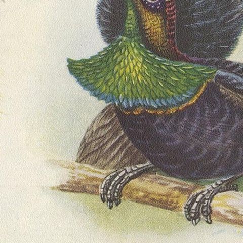 Antique Print of the Bensbach's Rifle Bird and Others, 1950, close-up 2