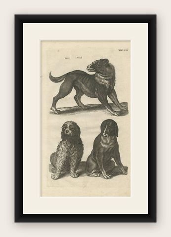 Antique Print of Various Dog Breeds 'Tab LXX' by J. Jonston, 1657, shown framed
