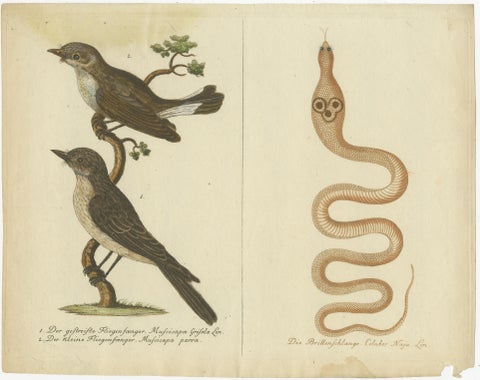 An 18th Century Study of Flycatchers and the Indian Cobra, 1780, view 2