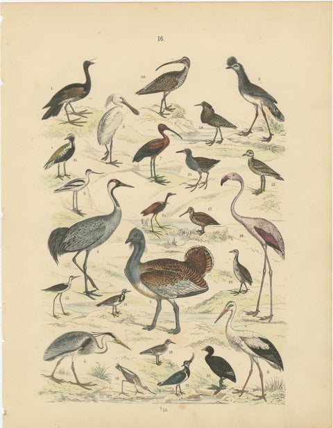 Wading Birds & Cranes Print: Flamingo, Stork, Ibis, Bustard, Antique 1867, view 2