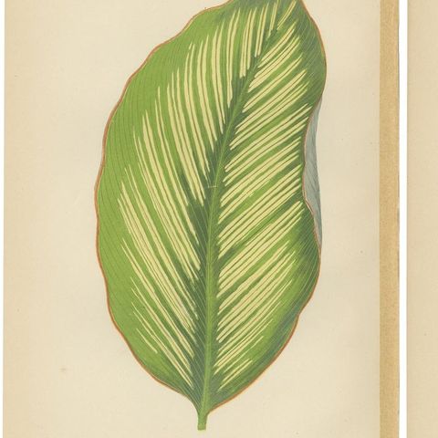 Set of 6 Botany Prints - Alocasia Metallica - Echites Nutans (1891), close-up 1