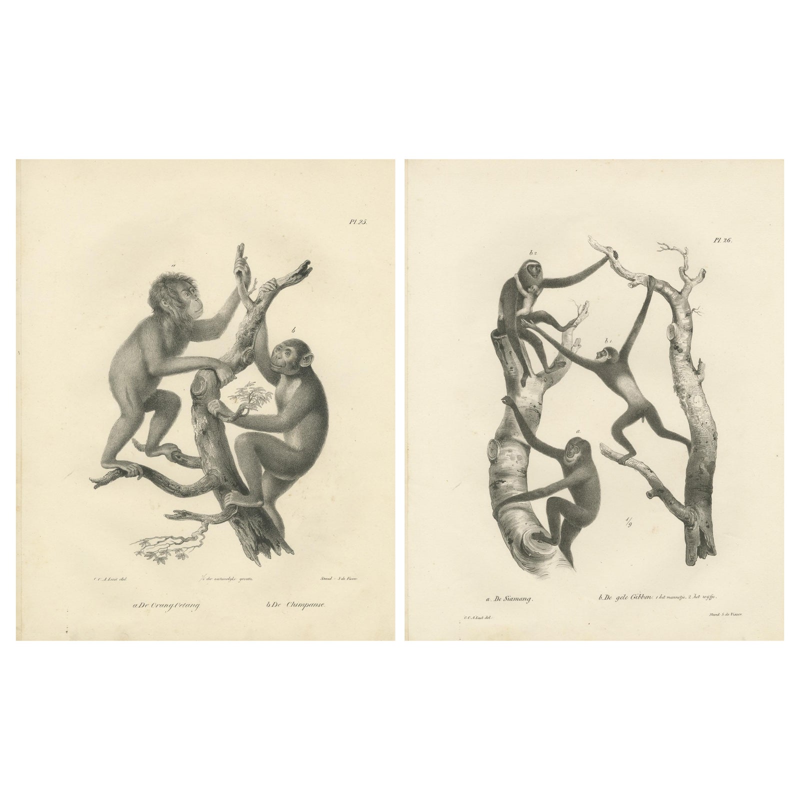 Orangutan, Chimpanzee, Siamang & Gibbons, Lithographs by C.Last, 1836, Primates