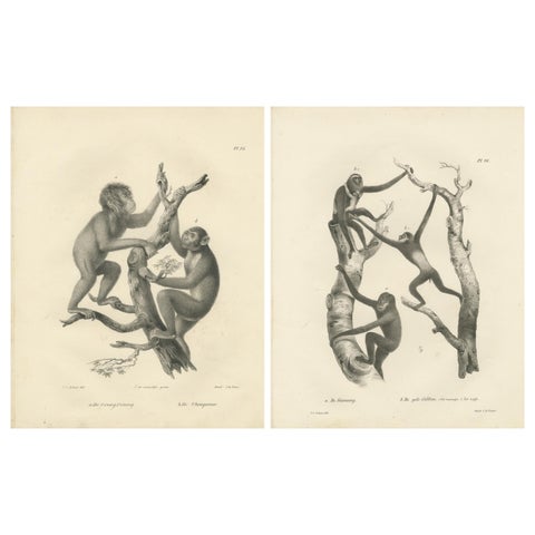 Orangutan, Chimpanzee, Siamang & Gibbons, Lithographs by C.Last, 1836, Primates