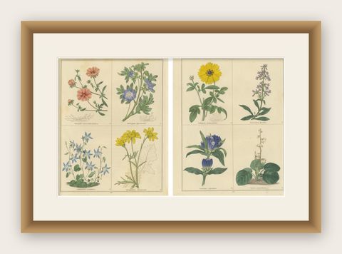 Pair of Botanical Engravings from The Botanic Garden by B. Maund, London c.1836, shown framed