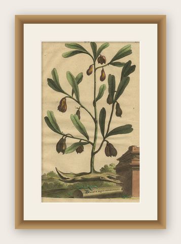Botanical Illustration of Cardamom Plant (Cardamomum majus arborescens) , 1696, shown framed
