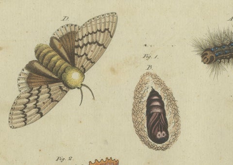Life Cycle of Moths and Caterpillars: Stages of Transformation, Bertuch, 1805, close-up 4