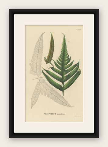 Rare, Artfully Handcolored Lithograph of Ferns of Indonesia (Polypodium), 1829, shown framed
