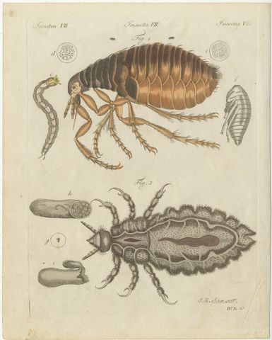Flea and Louse Under the Microscope, Antique Bertuch Print, circa 1805, view 2