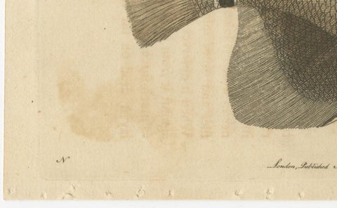 Long-Nosed Surgeonfish, Antique Hand-Colored Fish Engraving, Nodder c.1794, view 3