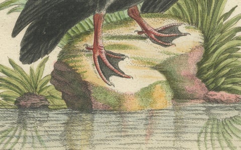 Engraving of the Large Black Duck from Hudson's Bay by Johann Seligmann, ca.1770, close-up 1