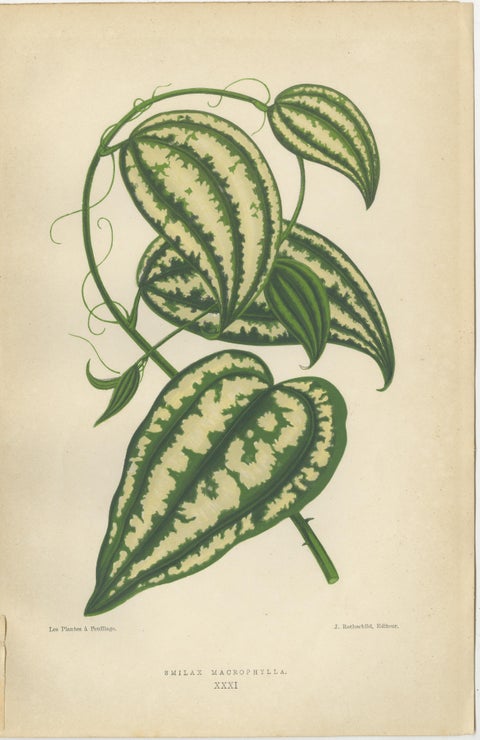 Verdant Splendor: Botanical Illustrations of Foliage from 1880, view 2