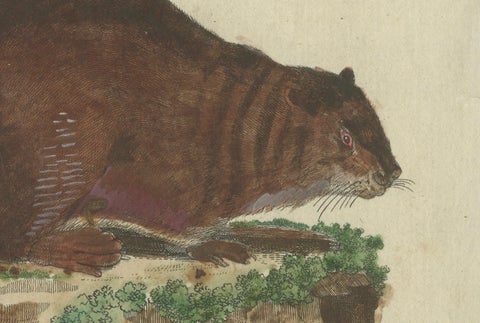 Antique Handcolored Engraving of Beaver and Webbed Appendages, c.1800, close-up 1