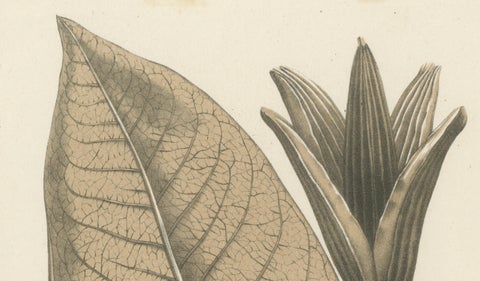 Large-Leaf Rhododendron Botanical Illustration by Louis van Houtte, 19th Century, close-up 3