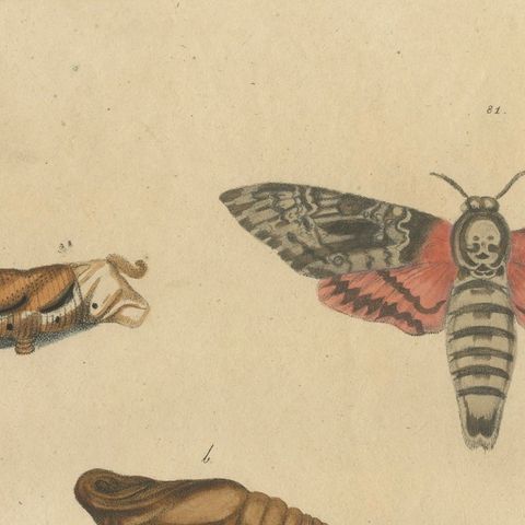 Death's-Head Hawkmoth and Caterpillars, Brodtmann Print, 1816, close-up 5