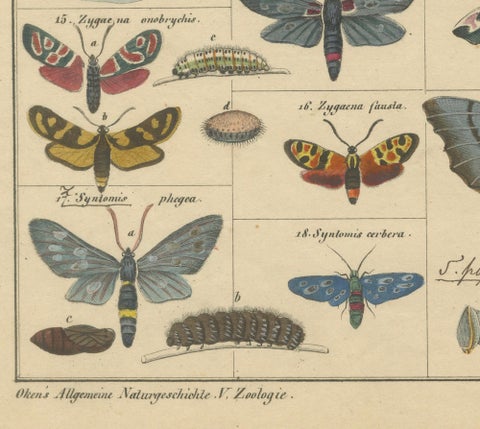 Wondrous Moths and Hawkmoths, Hand-Colored 19th-Century Natural History Print, close-up 4