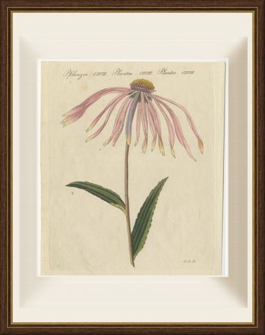 Purple Coneflower Echinacea, Antique Bertuch Print, circa 1810, shown framed