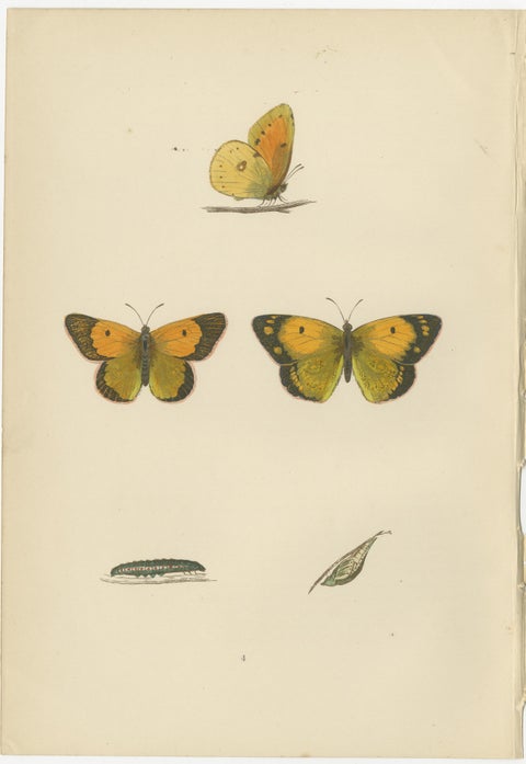 Metamorphosis Montage: The Life Stages of a Butterfly, 1890, view 2