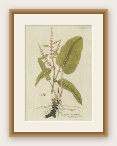 Broad-Leaved Dock, Medicinal Plant Engraving from Plenck, Vienna c.1788, shown framed