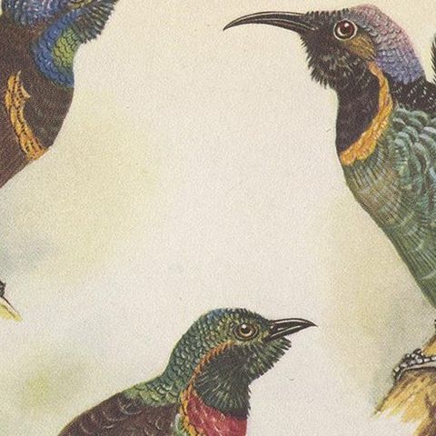 Antique Print of the Green-Breasted Sickle Bill Bird and Others '1950', close-up 1