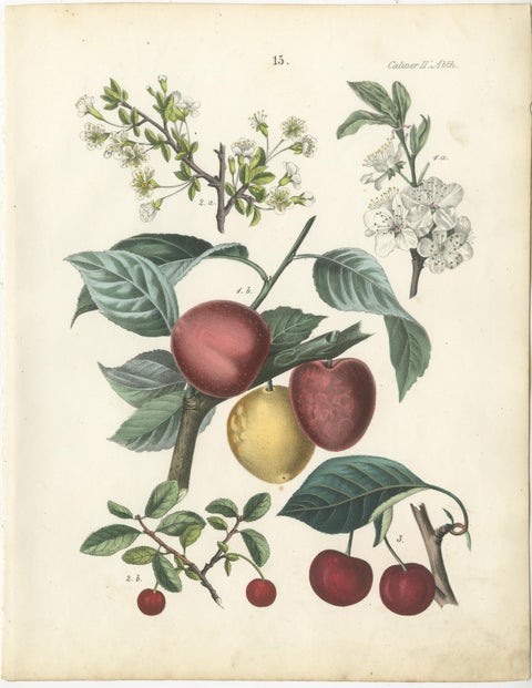 Antique Cherry Botanical Chromolithographs, Set of Four, Calwer 1854, view 4