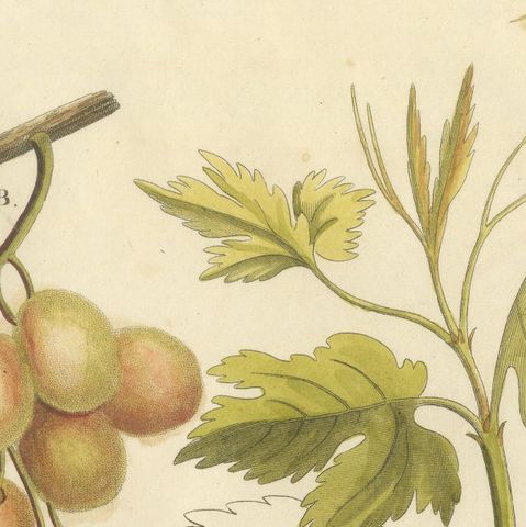 Antique Grape Botanical Engraving, Vitis Vinifera, Hand Colored, c.1831, close-up 4