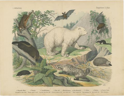 Antique Polar Bear Print with Bats, Hedgehog and Wolverine, Kolb, circa 1890, view 2