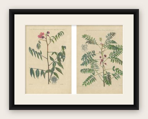 Set - Cassia Barbadensis & Marilandica, Botanical Prints by John Martyn c.1728, shown framed