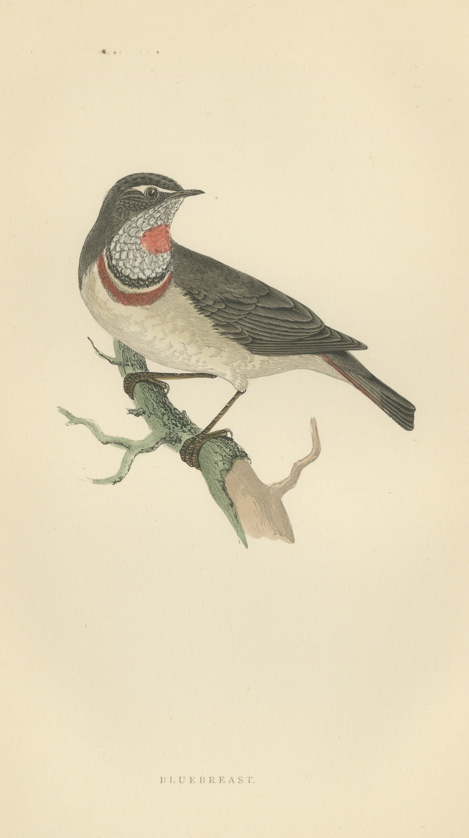 Bluebreast or Bluethroat on a Forked Branch, Antique Bird Print, 1896