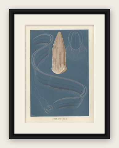 Ctenophores (Comb Jellies), Marine Invertebrates, Royal Natural History, 1896, shown framed