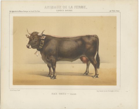 Schwyz Cow with Bell, Swiss Brown Cattle Chromolithograph, 1863, view 2