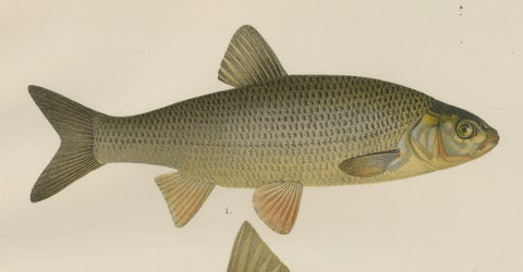 Dace and Chub - Graceful Scandinavian Freshwater Fish Lithograph, 1895, close-up 4