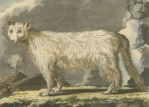 The White Fox of Canada, Elegant Arctic Wildlife Engraving Under Moonlight 1801, close-up 3
