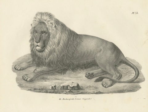19th-Century Lithograph of the Barbary Lion in a Majestic Reclining Pose, close-up 5