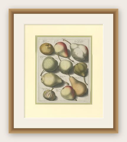 Tab II Antique Print of Various Pears by Knoop '1758', shown framed