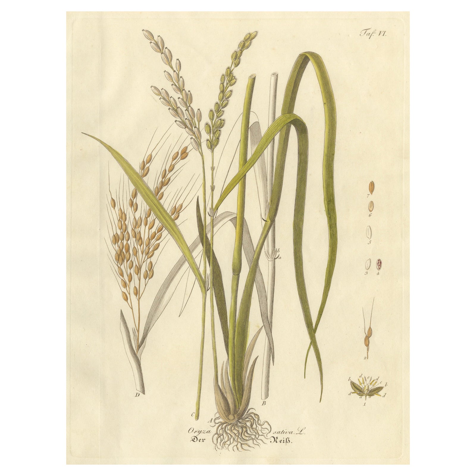 Antique Rice Botanical Print, Oryza Sativa, Hand Colored, c.1831